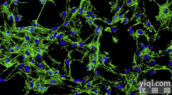 NK-92人恶性非<em>霍奇金</em><em>淋巴瘤</em>的自然杀伤<em>细胞</em>