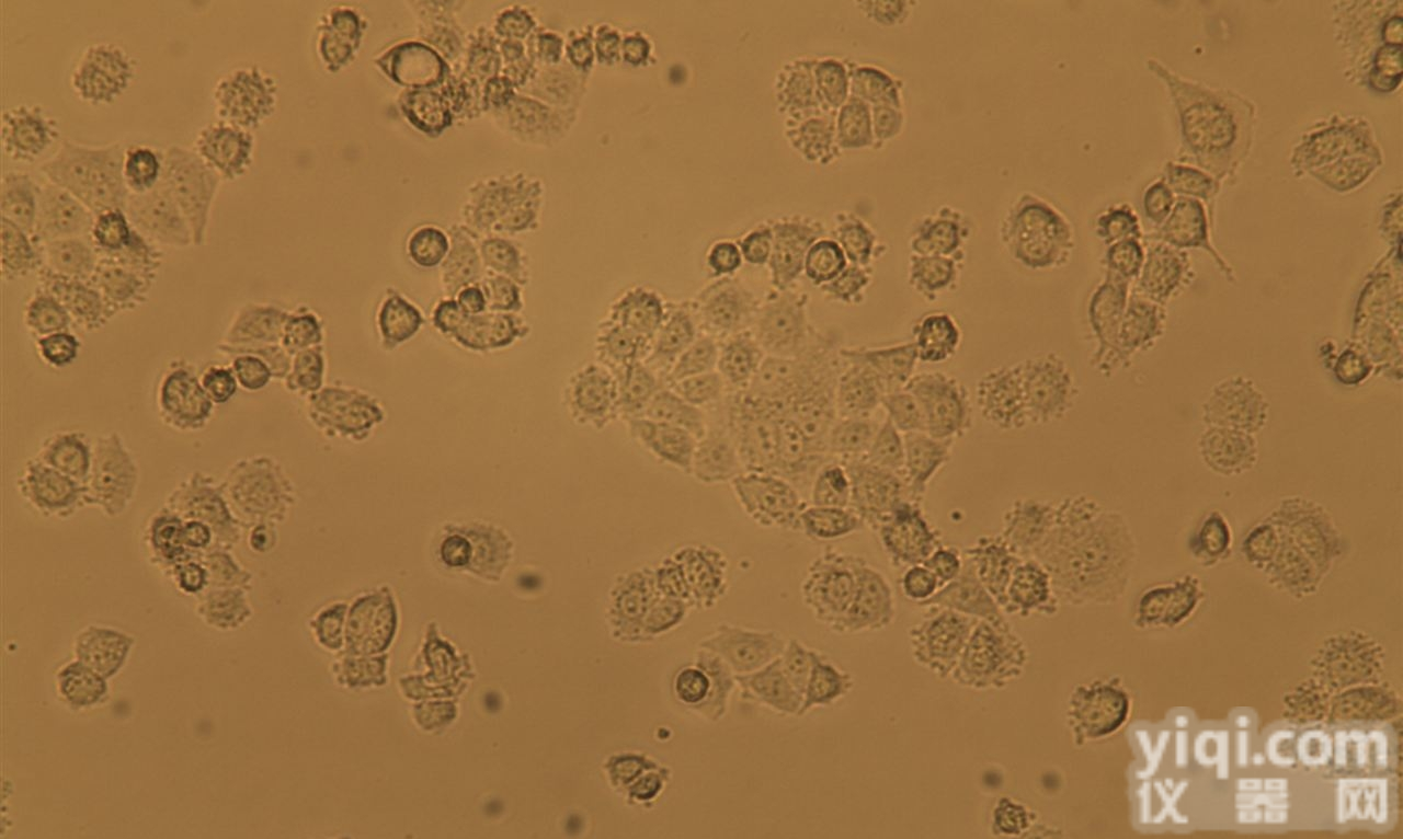 H1650<em>细胞株</em>|人非小细胞肺<em>癌细胞</em>|H1650细胞