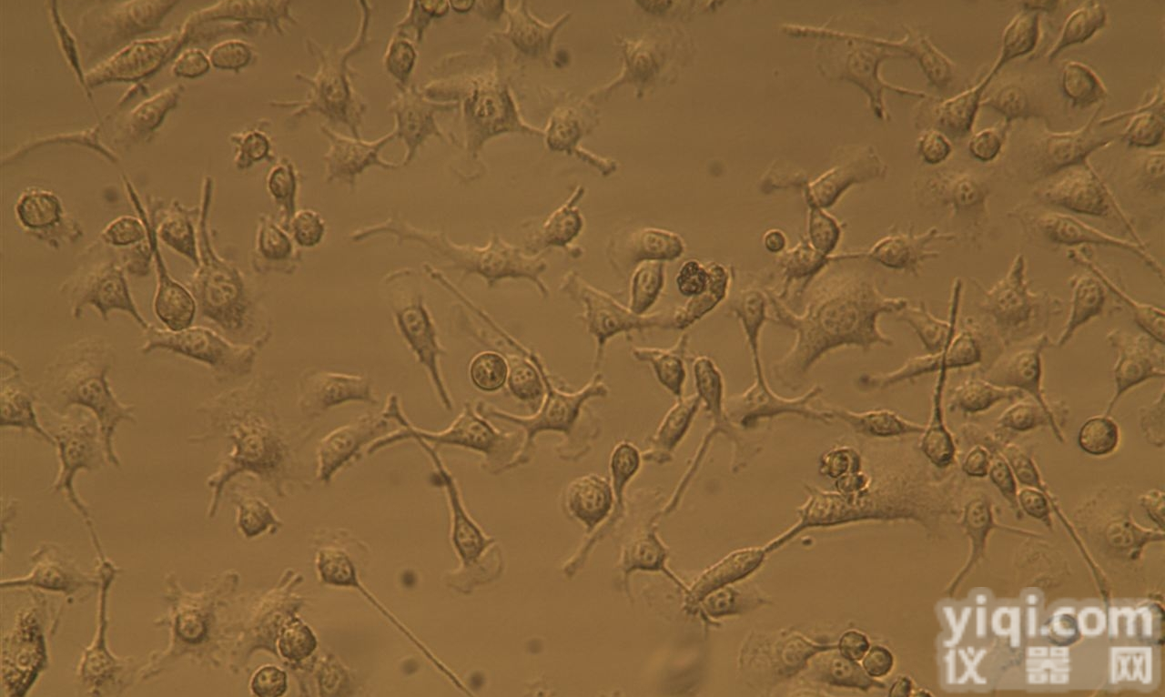 Hacat <em>细胞株</em>|人永<em>生化</em>角质形成细胞