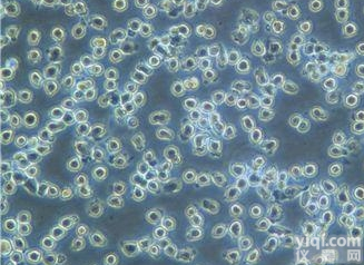 人<em>肺癌</em><em>细胞</em>，SPC-A-1<em>说明书</em>