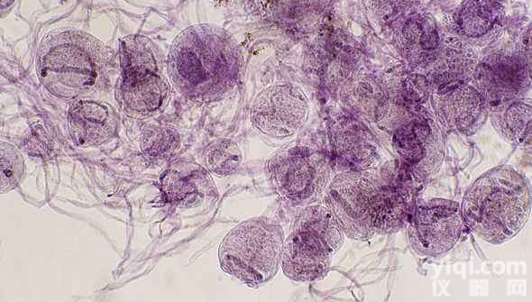 人癌<em>细胞</em>MIA-PACA-2<em>产品</em>图片