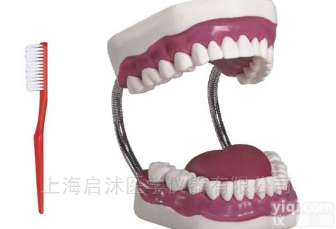 QS/K1  牙<em>护理</em>保健模型（28颗牙）（<em>放大</em>5倍）