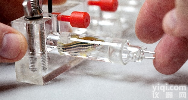 斑马鱼<em>呼吸代谢</em>测量系统