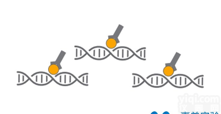 <em>表观</em><em>遗传学</em>整体实验