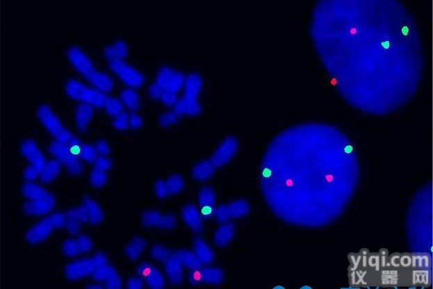 原位<em>杂交</em>（ISH/FISH）<em>实验</em>