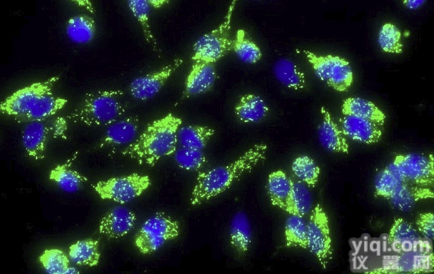 HAEC；人<em>主动脉</em>内皮<em>细胞</em>（原代<em>细胞</em>）