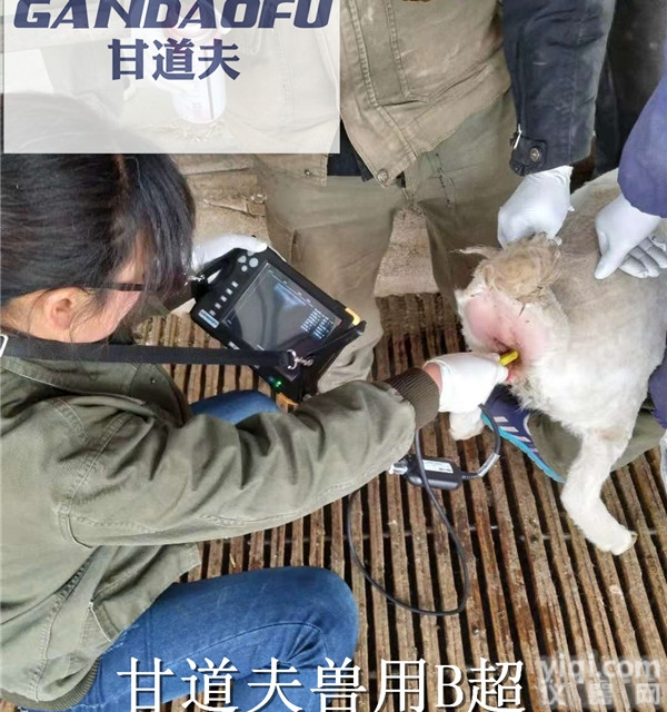 羊活体背膘<em>眼肌</em>面积<em>测定仪</em>价格<em>多少</em>钱