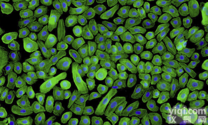 HEK；人<em>新生儿</em><em>表皮</em><em>角质</em>细胞（原代细胞）