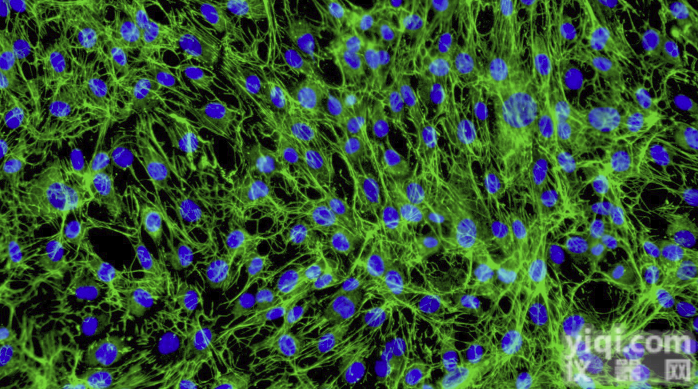 HDF-n；人<em>新生</em>成<em>纤维</em>母<em>细胞</em>