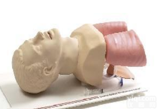 <em>气道</em>管理<em>模型</em>和<em>气道</em>解剖<em>模型</em>挪威