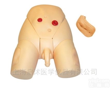 QS/D2  男女性别可<em>互换</em><em>导尿</em>模型
