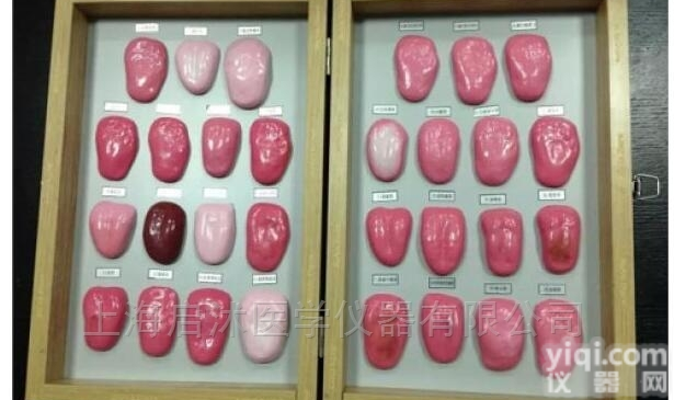 QS/ST30  <em>舌苔</em>模型