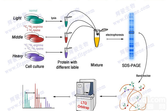 SILAC  标记定量<em>蛋白质组</em>学SILAC实验