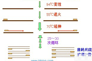 <em>麻风</em><em>分枝</em>杆菌PCR检测<em>试剂盒</em>厂家