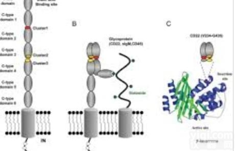 抗CD22 B淋巴细胞  virogen 510-A