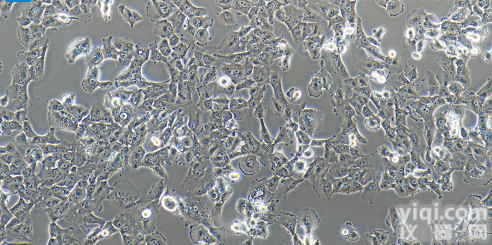 <em>SK</em>-<em>MES</em>-1  <em>SK</em>-<em>MES</em>-1人肺鳞<em>癌细胞</em>/STR鉴定