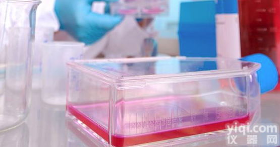 <em>HEK</em>-293T  <em>HEK</em>-293T 人体肾脏<em>细胞系</em>/STR鉴定