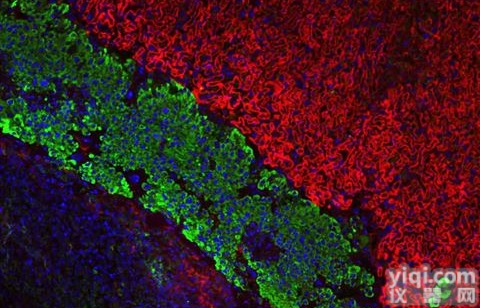 <em>免疫荧光实验</em>