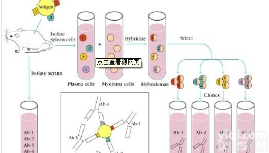 HCLS1<em>抗原</em>，造血干细胞<em>特异性</em>蛋白<em>抗原</em>