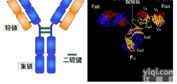 HHV4/CMV<em>抗原</em>，人类<em>巨细胞</em>病毒<em>抗原</em>
