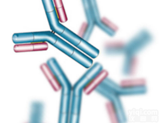 Giantin<em>抗原</em>，<em>高尔基</em>体相关蛋白GM130<em>抗原</em>