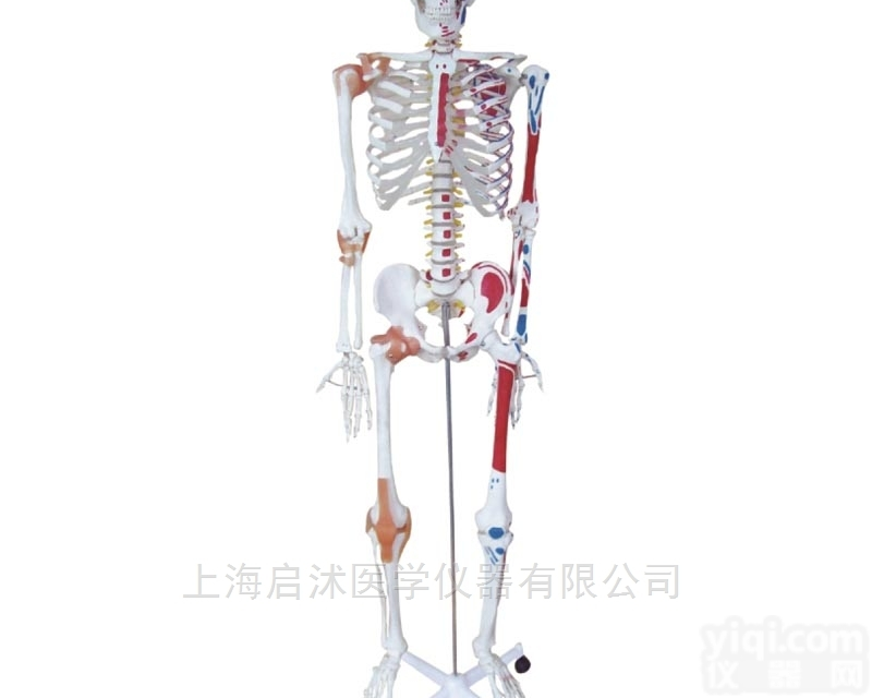 QS/A11102/1  人体<em>骨骼</em>半边肌肉<em>着色</em>附<em>韧带</em>模型180CM