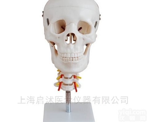QS/A11111/3  成人头<em>颅骨</em>带颈椎<em>模型</em>
