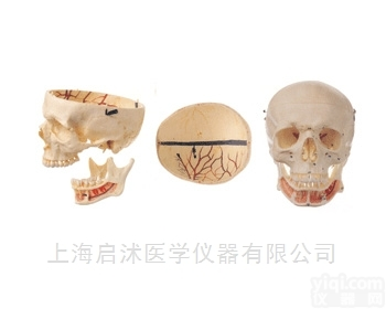 QS/A11112  成人头<em>颅骨</em>附神经<em>模型</em>