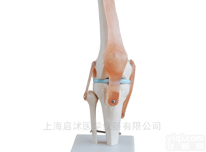 QS/A11209/4  <em>功能型</em><em>膝关节</em><em>模型</em>