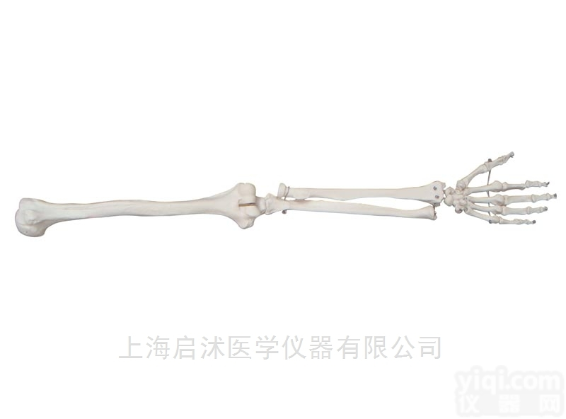 QS/A11124  <em>手臂</em>骨<em>模型</em>,上肢<em>模型</em>
