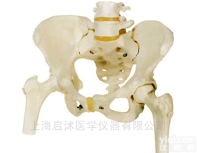 QS/A11129  <em>骨盆</em>附<em>腰椎</em>与股骨头<em>模型</em>