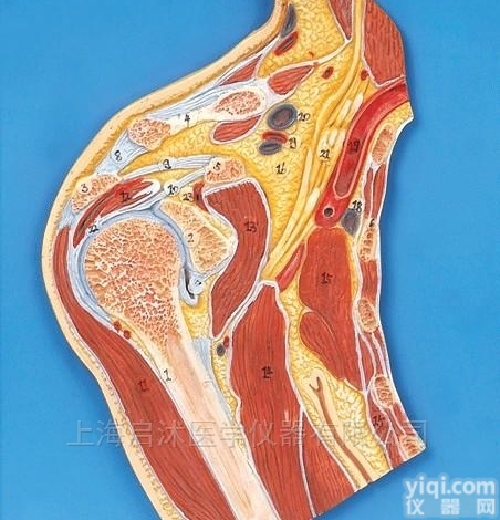QS/A11202  <em>肩关节</em>剖面<em>模型</em>