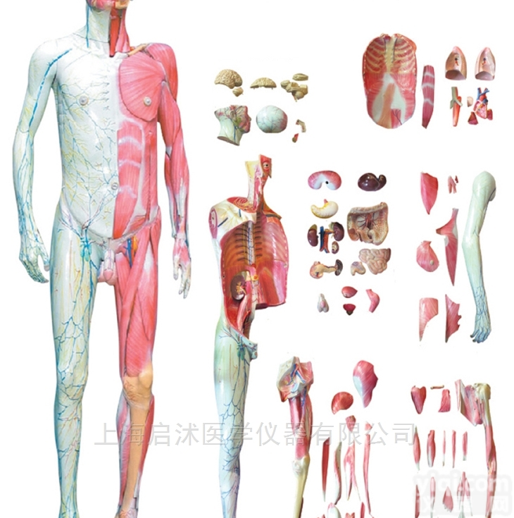 QS/A10001-1  人体全身层次<em>解剖</em>附<em>内脏</em>模型
