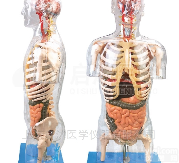 QS/A10004  透明半身<em>躯干</em>附<em>内脏</em><em>模型</em>