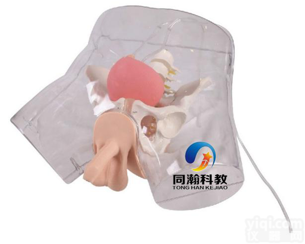 TAH-H3D  高级男性透明<em>导尿</em>模型|<em>护理</em>训练