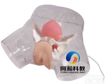 TAH-H4D  高级女性透明<em>导尿</em>模型|<em>护理</em>训练