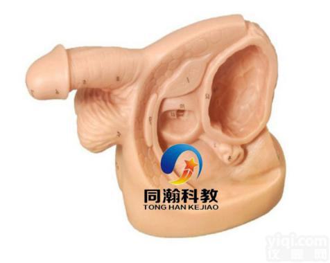 TAH-H5D  男性内外生殖器及<em>导尿</em>模型|<em>护理</em>训练