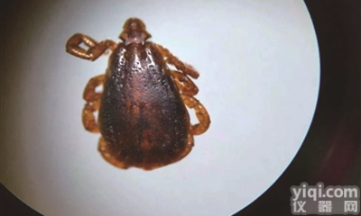 NewBuniavirus检测  新型<em>布尼亚</em>病毒Igm抗原检测试剂盒<em>检测卡</em>条