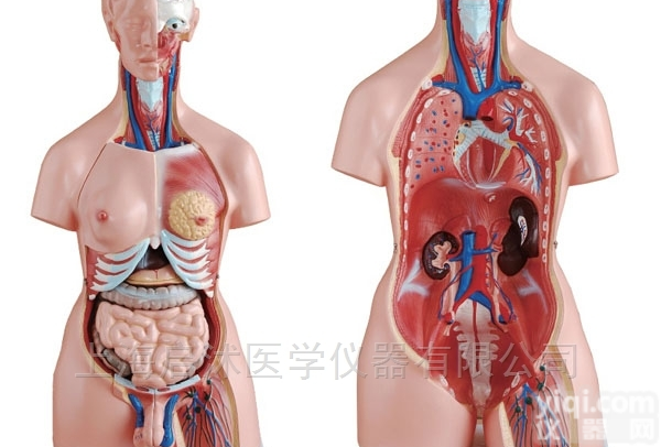 QS/A204  两性<em>互换</em><em>躯干</em>模型85cm（23件）