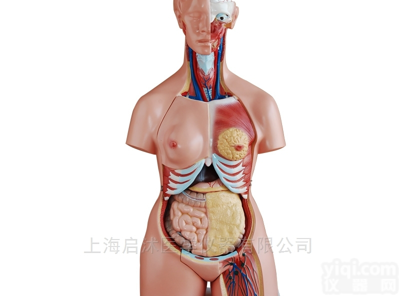 QS/A204A  三性<em>互换</em><em>躯干</em>模型85cm（21件）