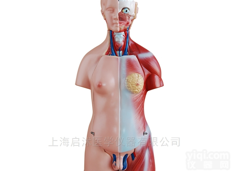 QS/A205  两性<em>互换</em><em>躯干</em>模型45CM（23件）