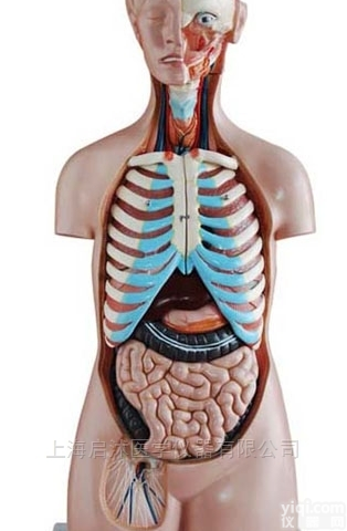 QS/A206  <em>无性</em>互换<em>躯干</em>模型85CM（20件）