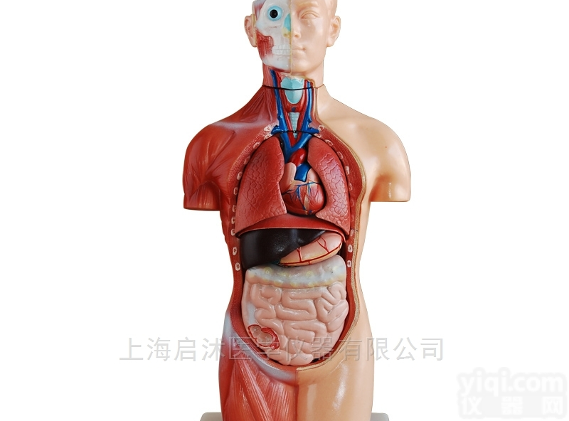 QS/A207  <em>无性</em><em>躯干</em>模型42CM（18件）