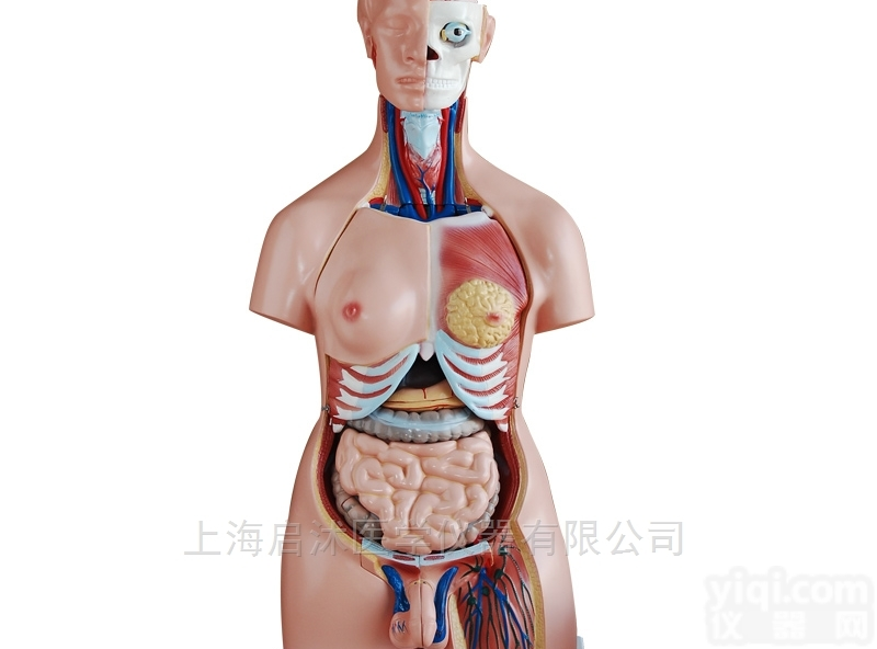 QS/A208  两性<em>互换</em><em>躯干</em>模型85cm（40件）