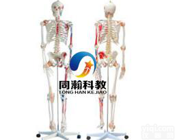 THM-101A  人体<em>骨骼</em>附肌肉<em>着色</em>及<em>韧带</em>模型180CM