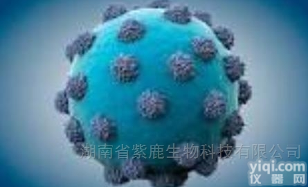 016-A  virogen HCV核心单克隆抗体