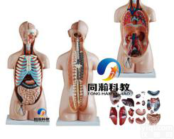 THM-207 42CM  <em>无性</em><em>躯干</em>模型18件