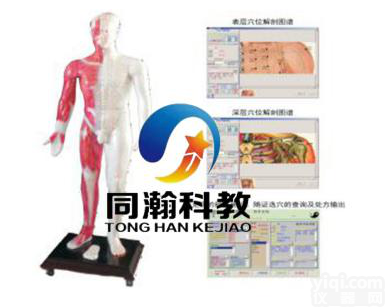 THZY2211E  光电<em>感应</em>人体针灸穴位<em>发光</em>模型