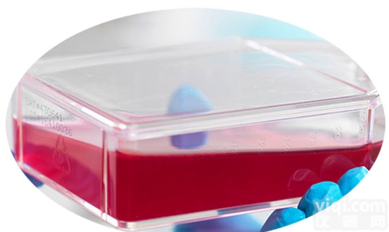 <em>769</em>-P  <em>769</em>-P 人肾细胞腺癌细胞/STR<em>鉴定</em>