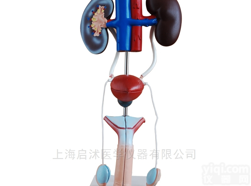 QS/A331  男性<em>泌尿</em><em>生殖</em>系统<em>解剖</em>模型